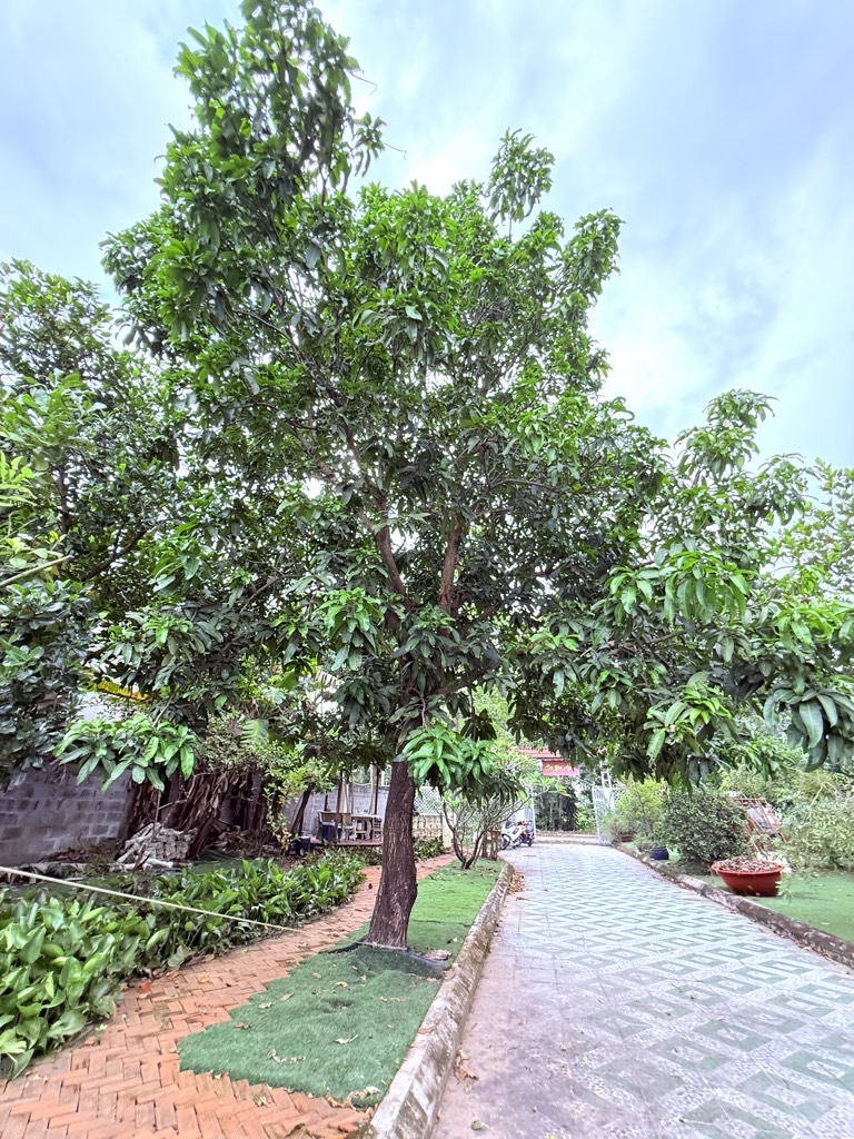 🌿 BIỆT THỰ VƯỜN NGHỈ DƯỠNG ĐÔNG THẠNH – 20M × 60M- CHỦ GIẢM CÒN 27T 🔆🔆🔆 - Ảnh 4